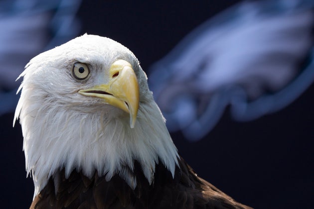 A bald eagle