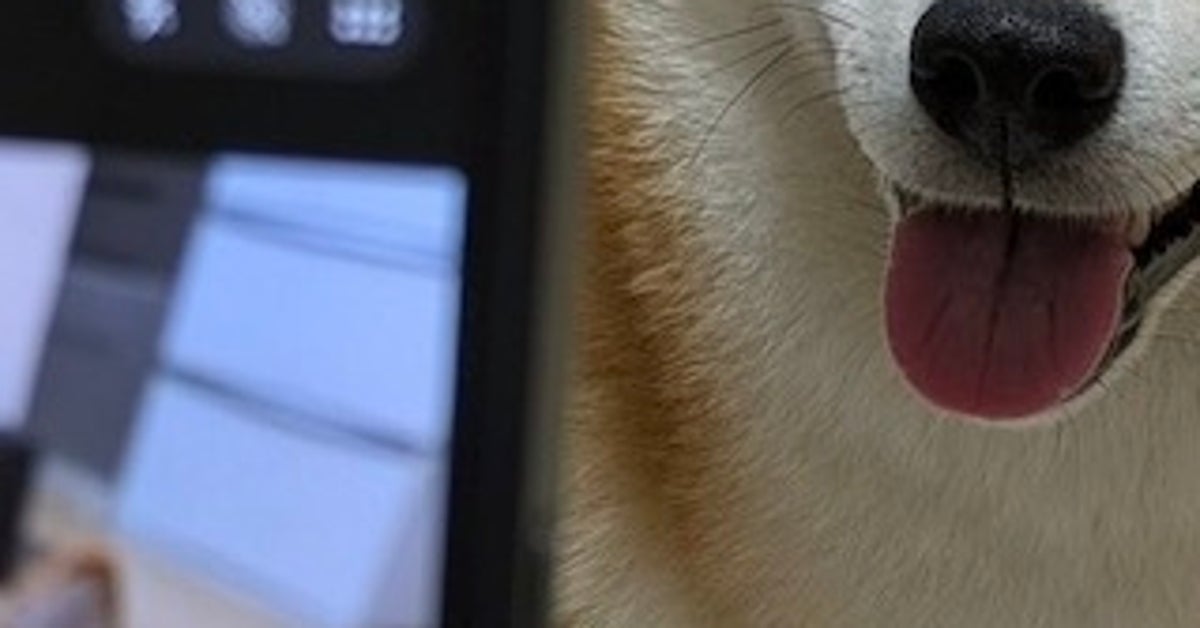 「愛犬を上手に撮る方法」を実践したら⇨“チョロすぎる結果”に「100％良い写真が撮れるw」「そんな手が！！」