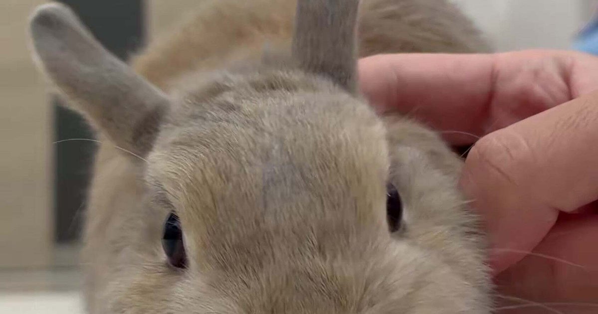 「だんだん好きになる…」ウサギと飼い主の“催眠術”にメロメロになる人が続出⇒「やはり時代はウサギ」「す、好きです」
