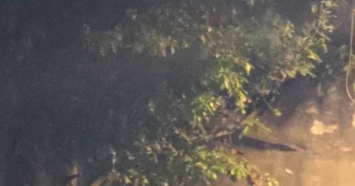 スリランカの夜道で出会った“宗教画のような光景”が話題⇨牛とバナナ売りの一枚に「完全に絵画」「神秘的」