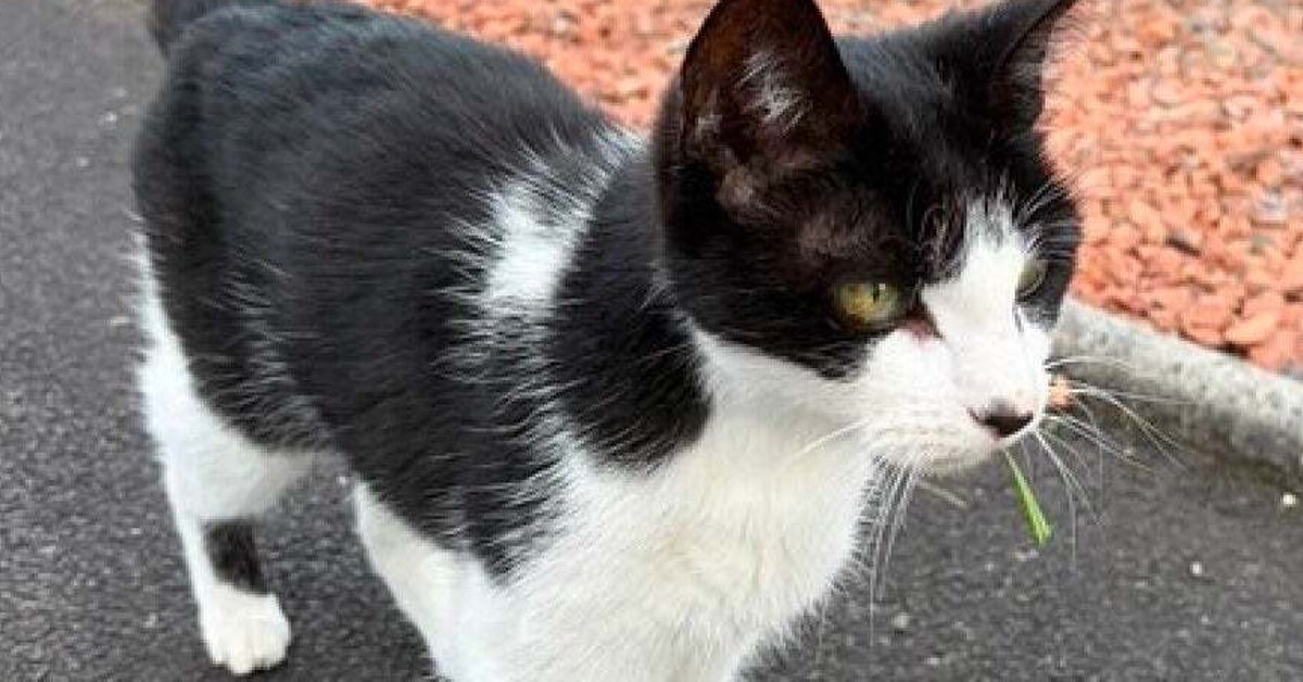 真っ黒な尻尾にも模様があった…！？猫ちゃんの“かわいい秘密” に反響「白黒に見えて…」「これは大発見」