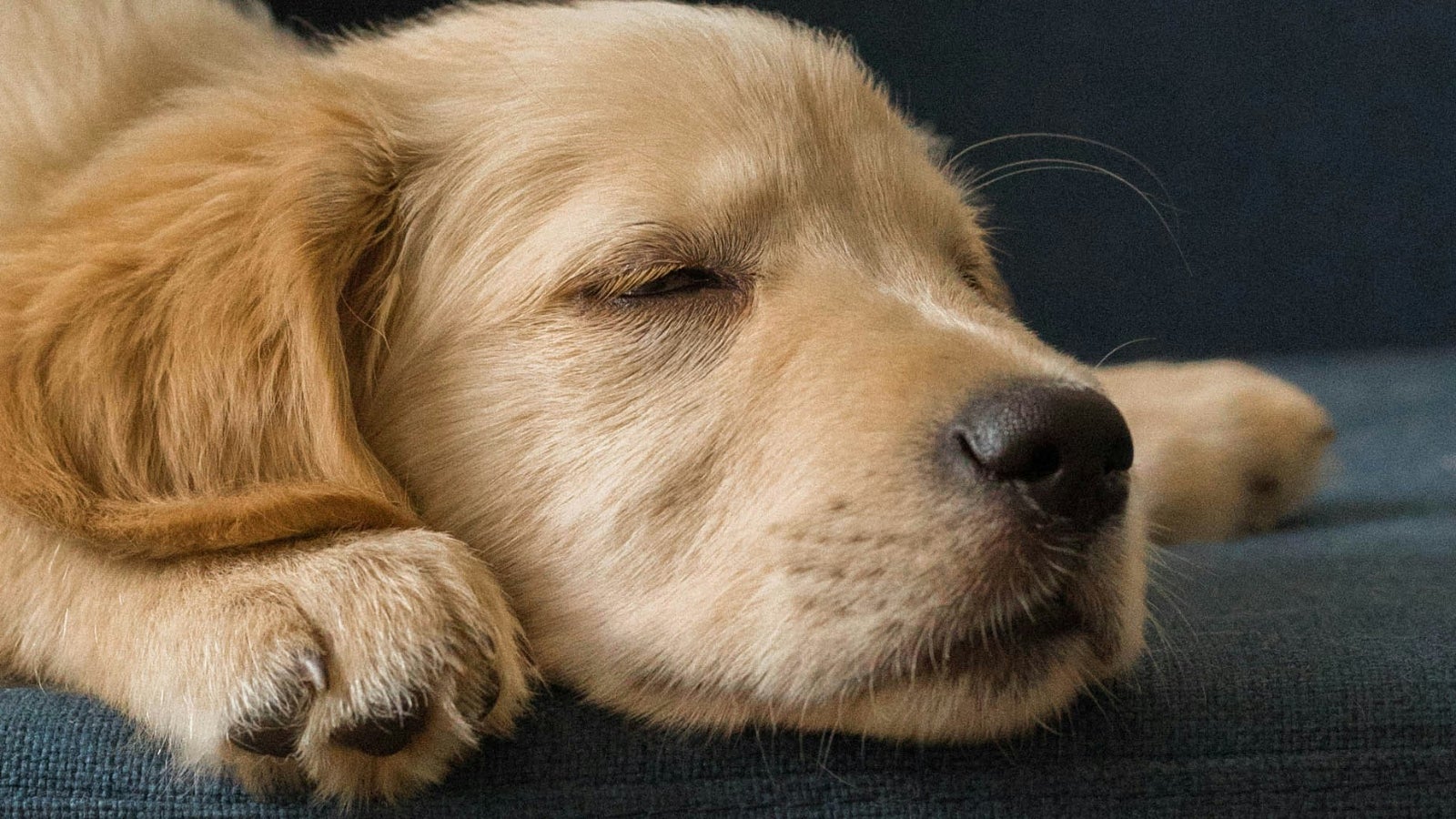 So THAT's What Dogs Really Dream About