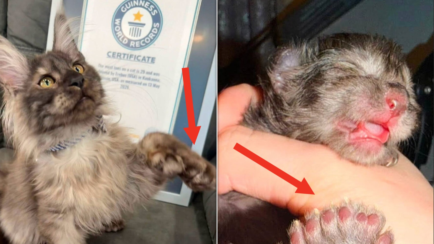 Kitten Breaks World Record For Having An Absurd Number Of Toes