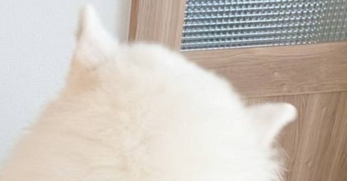 サモエド、あまりにもデカすぎる…。飼い主との比較画像に「シロクマさんのよう」と驚きの声
