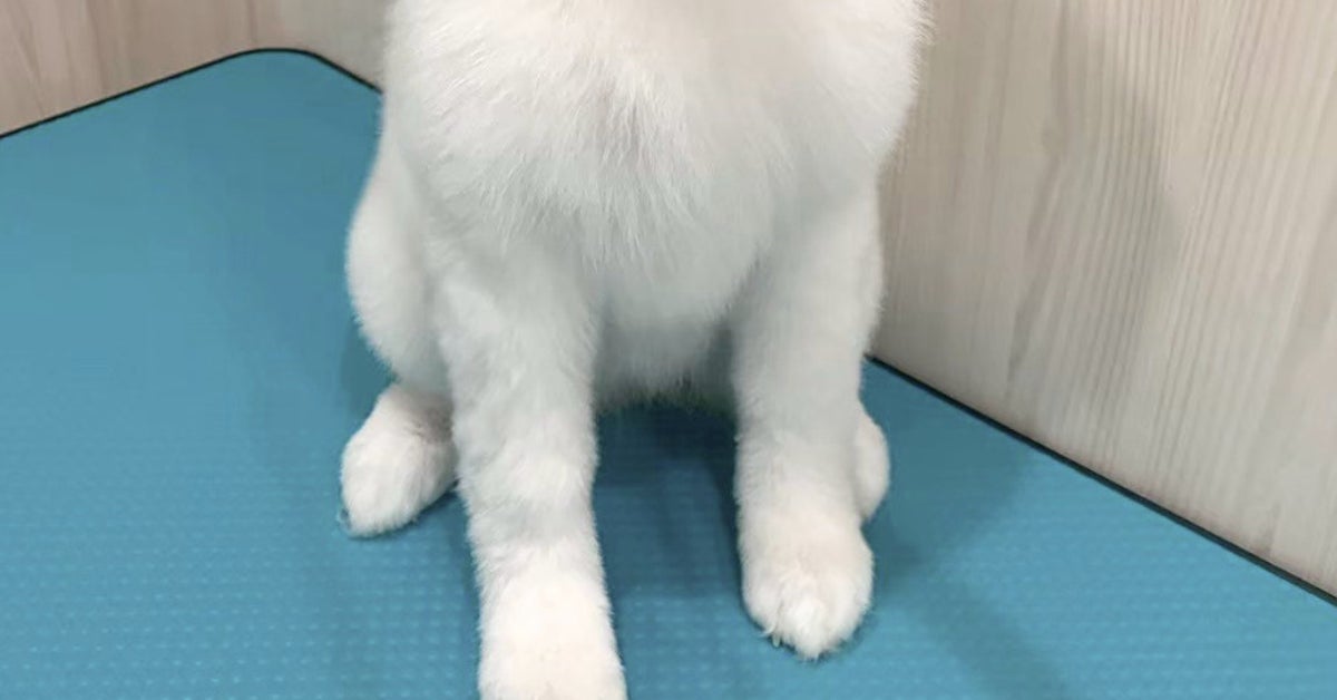 もはや“着ぐるみ”状態なサモエド⇨大人と子犬の毛が入り混じる“衝撃の姿”に「猿期だ!」「可愛すぎる」の声
