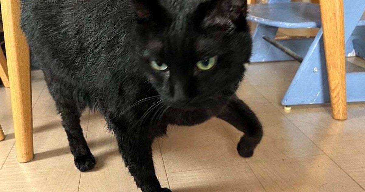 ゲームの邪魔をしに来たら…？ 猫ちゃんの“末路”に「何で受け入れてるんだw」「全く動じていない……！？」