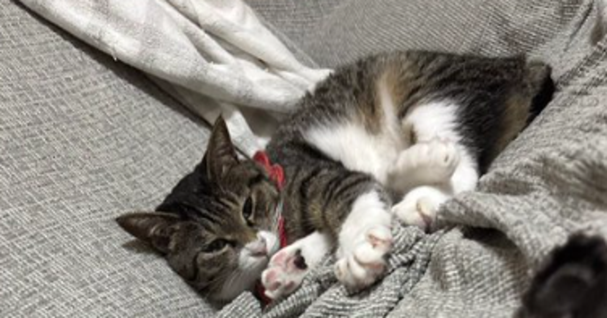 カメラにひょっこり乱入する陽キャ猫⇨無邪気すぎる“キメ顔”に「めっちゃいい顔」「破壊力すごいW」とネット爆笑