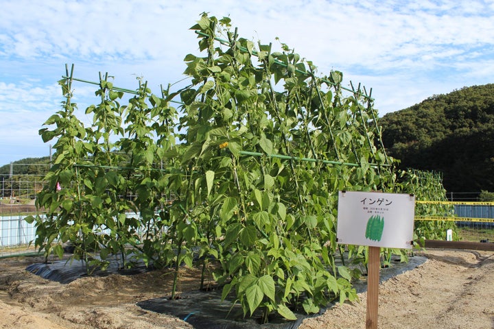 再生土を再生利用した農地で栽培されるインゲン(2020年10月6日撮影、福島県飯舘村)