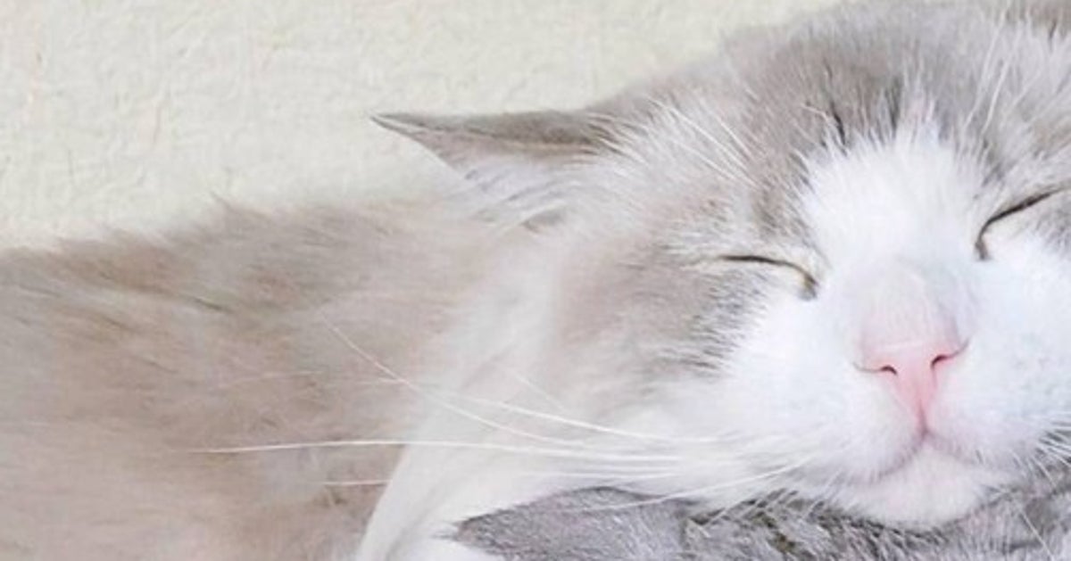 同居猫の“重すぎる”バックハグで顔面崩壊する猫⇨“溶け合う”衝撃ショットに「トーテムポール！？」「白目が…」の声