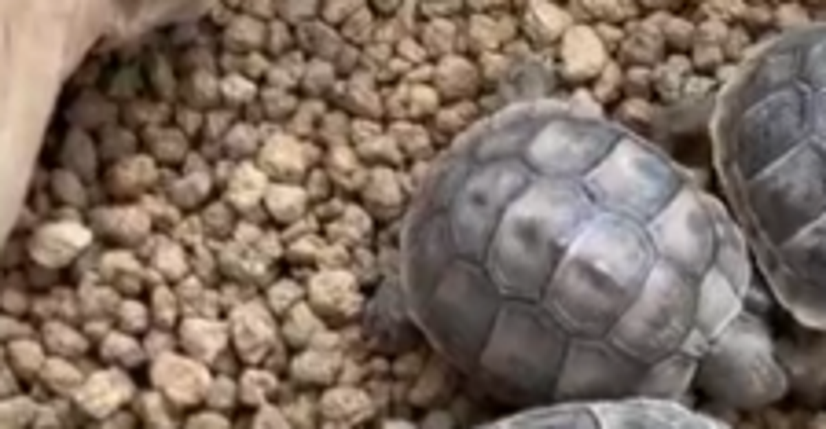 大きな“カブの葉”を14匹のリクガメに与えたら…⇨美しすぎる円陣で食べる光景に「カメのパラバルーンだ!」の声