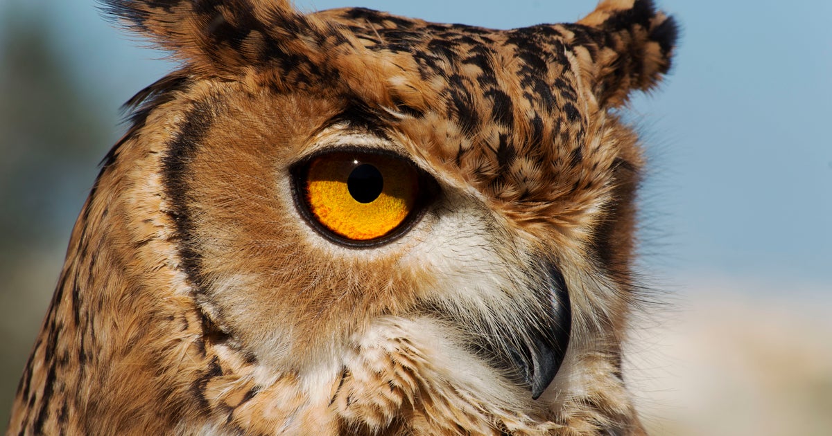 カメラを“ガン見”しすぎるミミズクVS動じない相方にネット爆笑⇨まさかの“第3の視線”も…「家政婦は見た！」の声