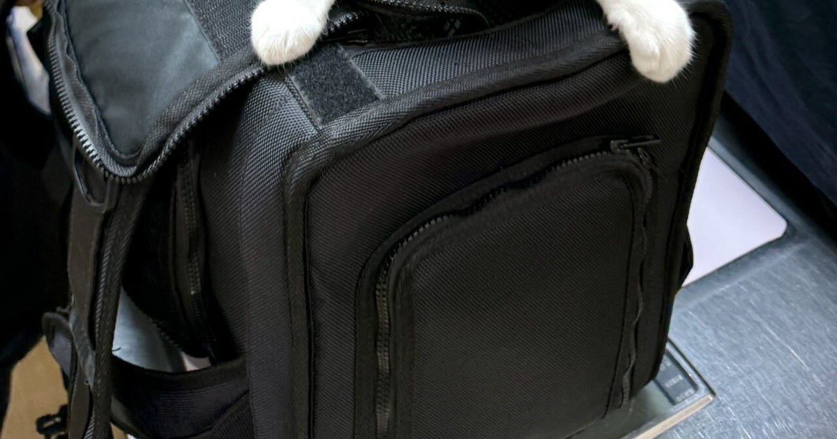 動物病院に連れて来られた猫が...絶妙なリアクションに「これは100点!!」「姿勢点も満点」と称賛の声
