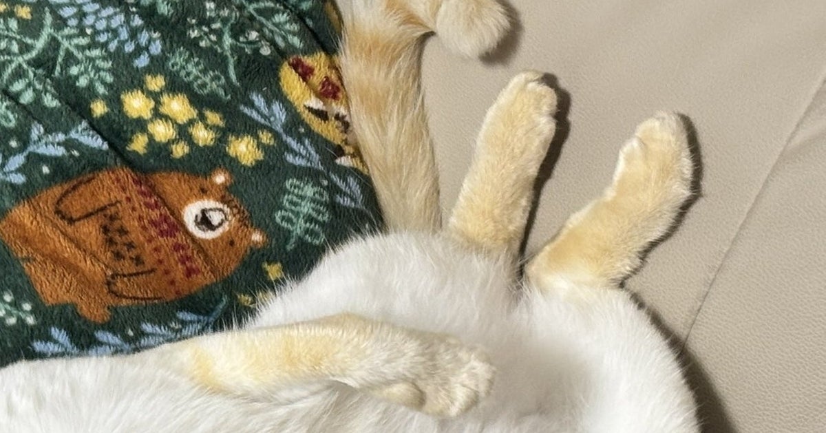 野良を卒業した猫、たった2日でこうなる⇨家猫デビューした2匹の寝姿に「最高」「野生の本能はどこにW」の声
