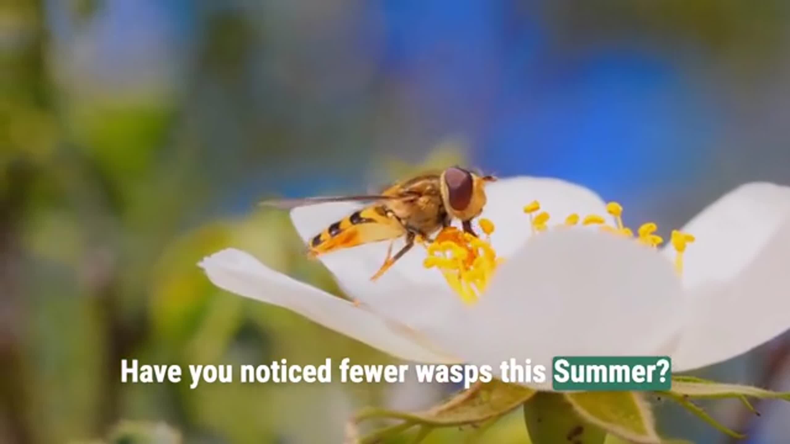 Why are there fewer wasps this summer? And where have they gone?