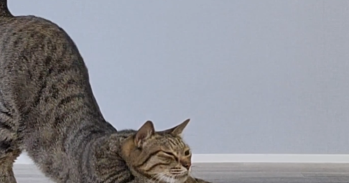 愛猫の「撫でて〜」の“おねだり体勢”が尊すぎる⇨撫でられ“とろける”様子に「幸せ」「完璧な需要と供給」の声
