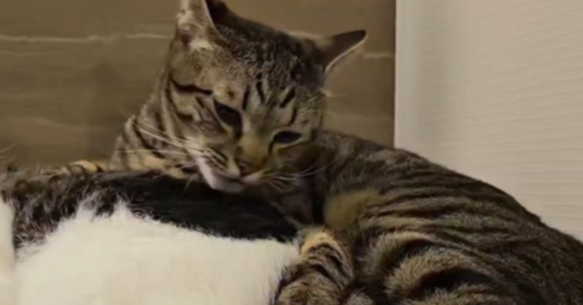 弟猫にイライラする姉猫、顔つきがみるみる変わり...⇨「目が三角」「イカ耳になってる」と爆笑