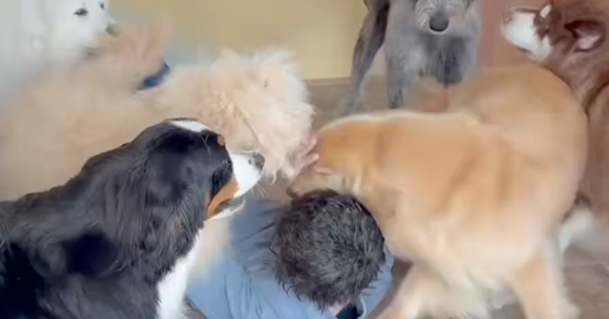 犬カフェ元スタッフが1年ぶりに大型犬たちと再会したら…⇨「犬の時間感覚だと7年ぶりだから！」の熱烈歓迎