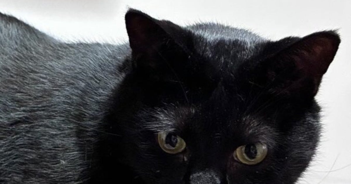 お腹に“あらゆるリモコン”を吸い込む黒猫⇨不思議な姿に「四次元ポケットの元ネタ？」「ブラックホール」