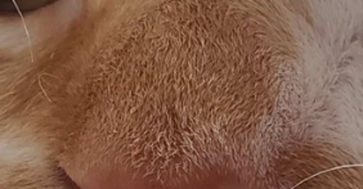 猫のひげが自由すぎる…！くるんくるんの“天然パーマ”に「芸術は爆発だ」「丸眼鏡みたい」と驚きの声