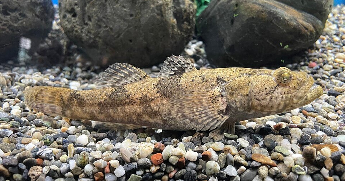 「後ろの絵もみてね」水族館アンケートの裏に描かれていたのは...⇒館長が絶賛「特徴を捉えるのがとても上手」