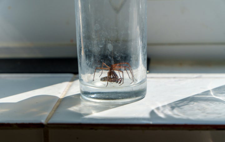 Seeing more spiders? You’re not alone.