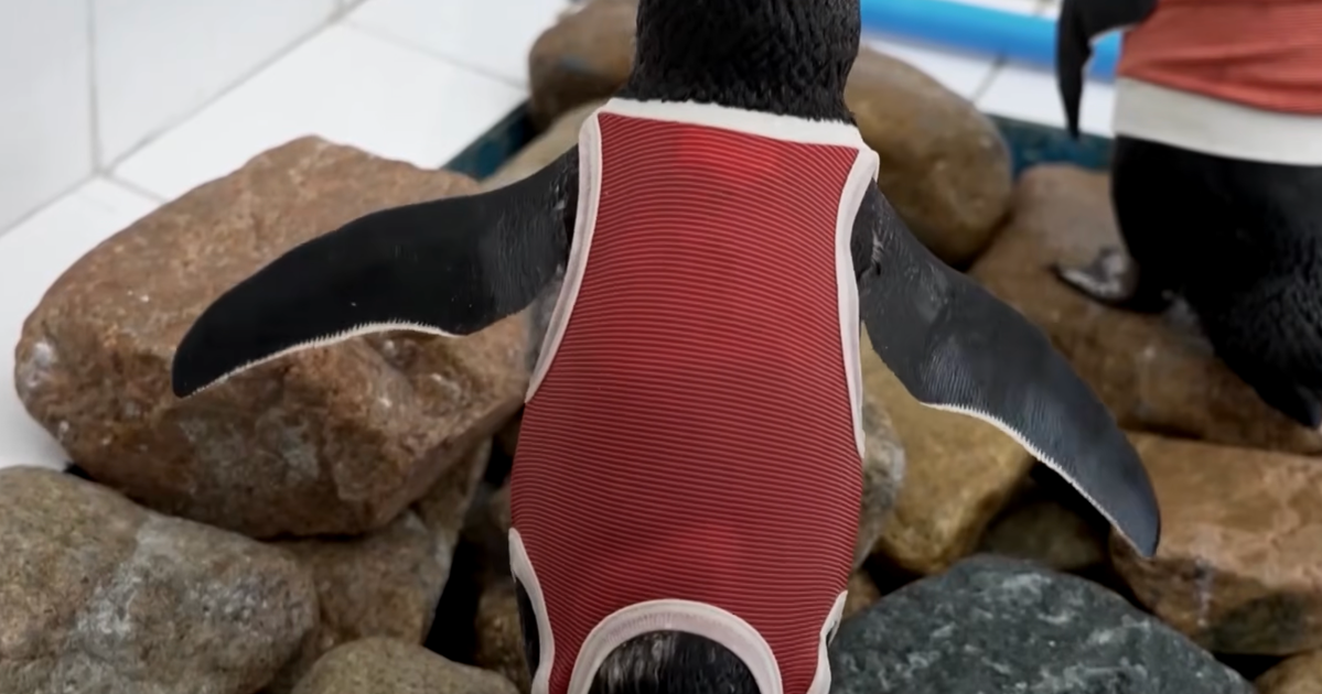 Chile’s Injured Humboldt Penguins Get Copper-Threaded Red Vests