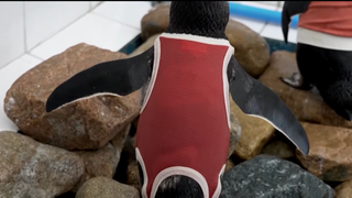 Injured Penguins In Chile Wearing Copper Vests To Help Them Heal