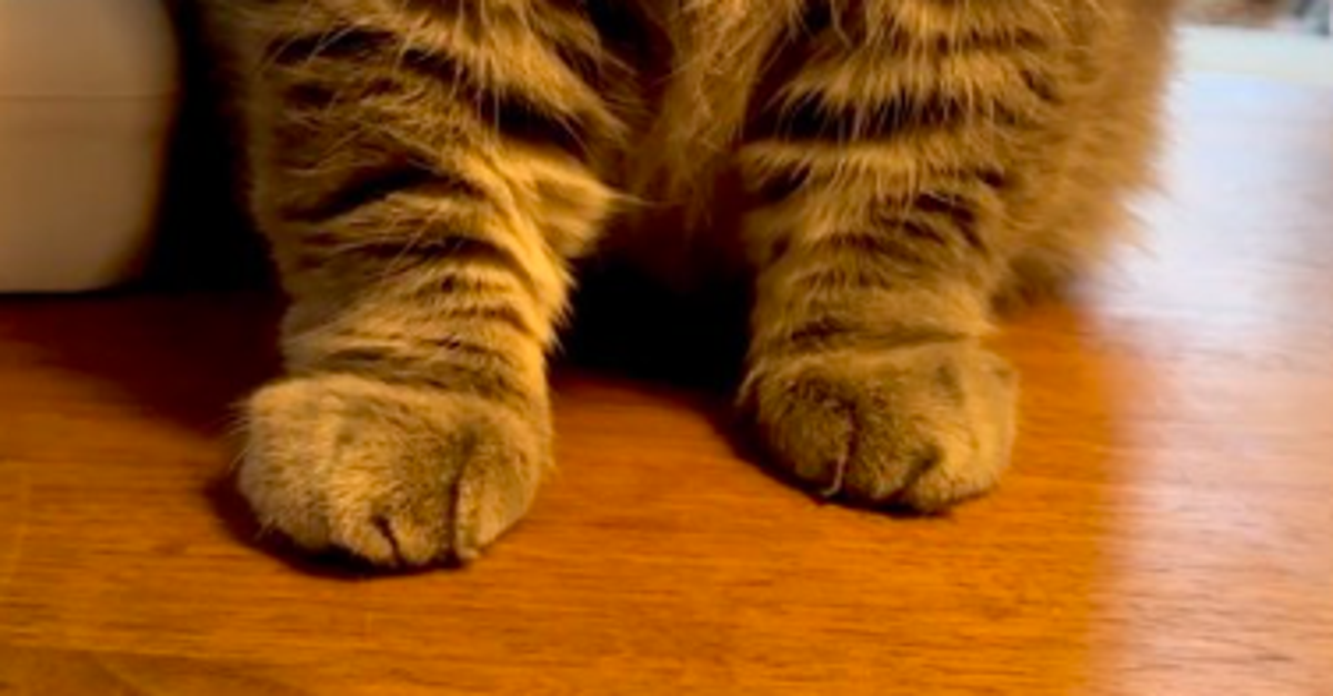『トトロ』そっくりの愛猫、大きく見えるけど...⇨「毛玉猫♡」「すごい!首がない」と驚きの声