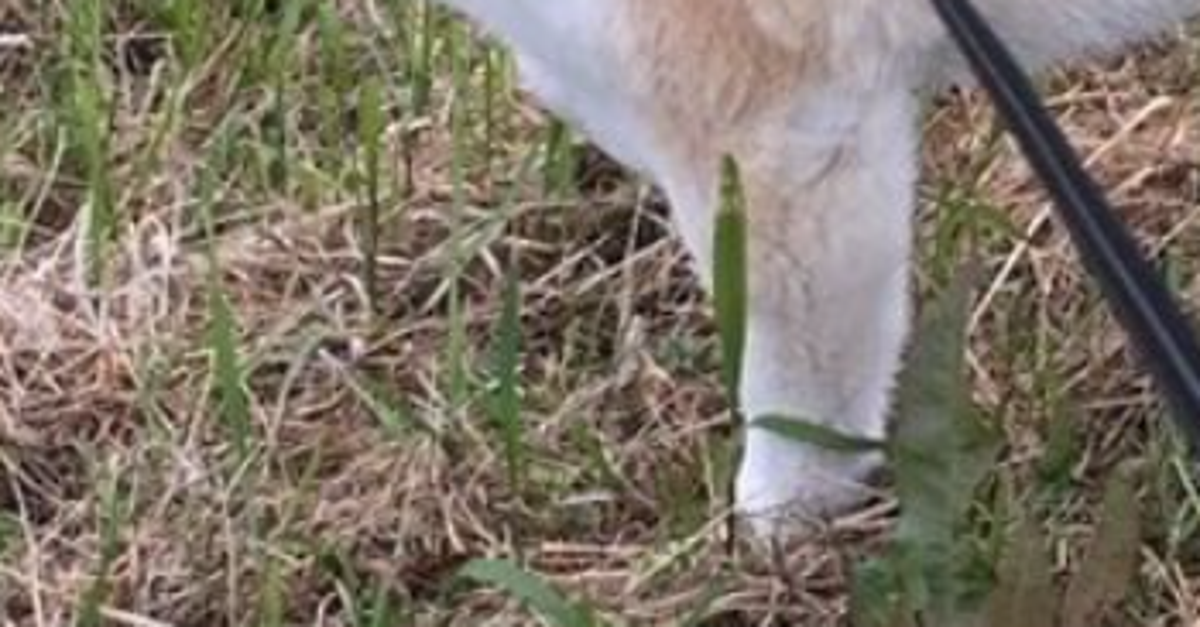 柴犬の口元がずっと『にん』⇨“ひよこまんじゅう”みたいで「理想的な口角」「見た瞬間変な声出た」と18万「いいね」