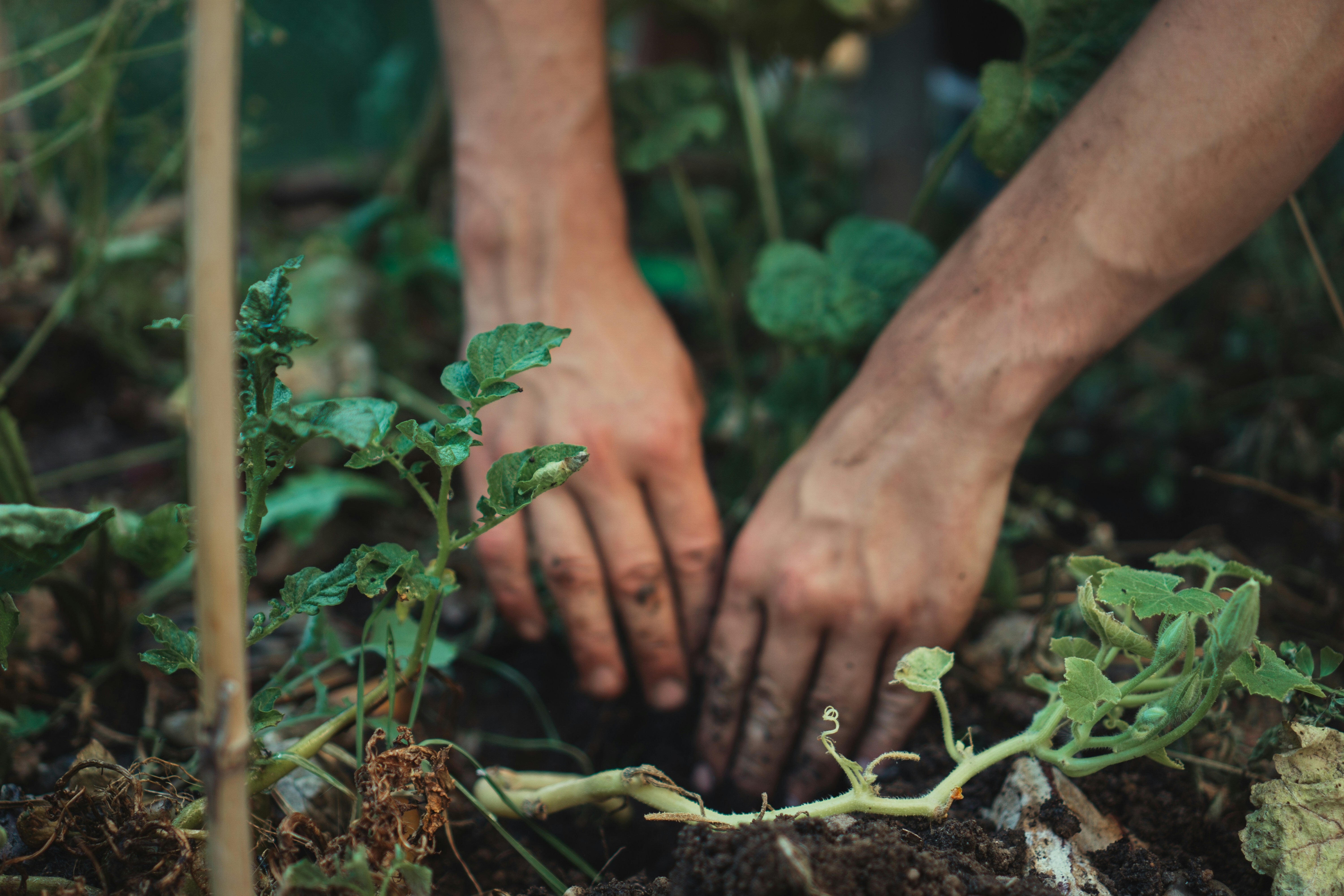 The Essential Gardening Jobs You Need To Do This September