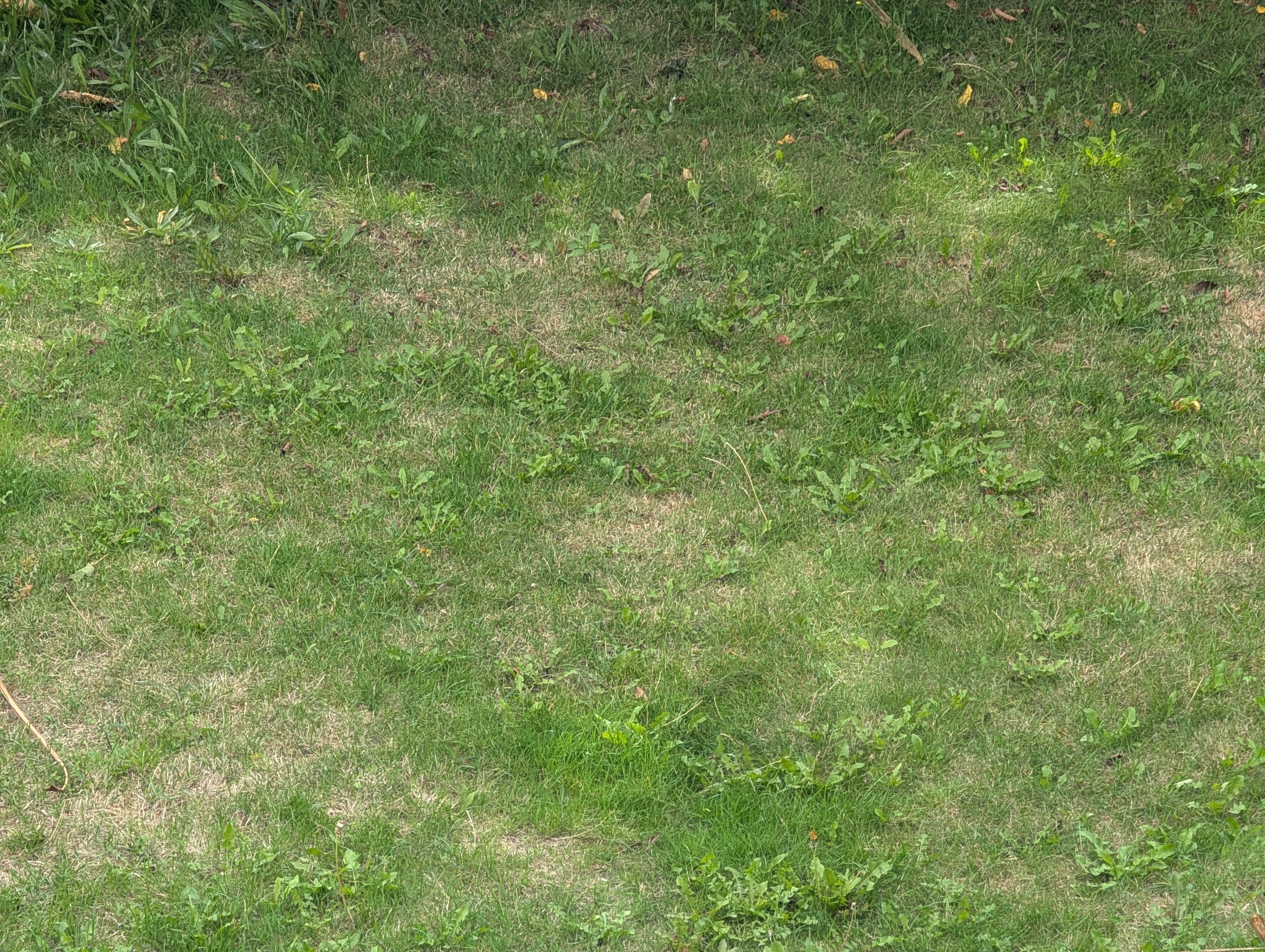 The Common Cupboard Items That Can Kill Weeds In Your Garden