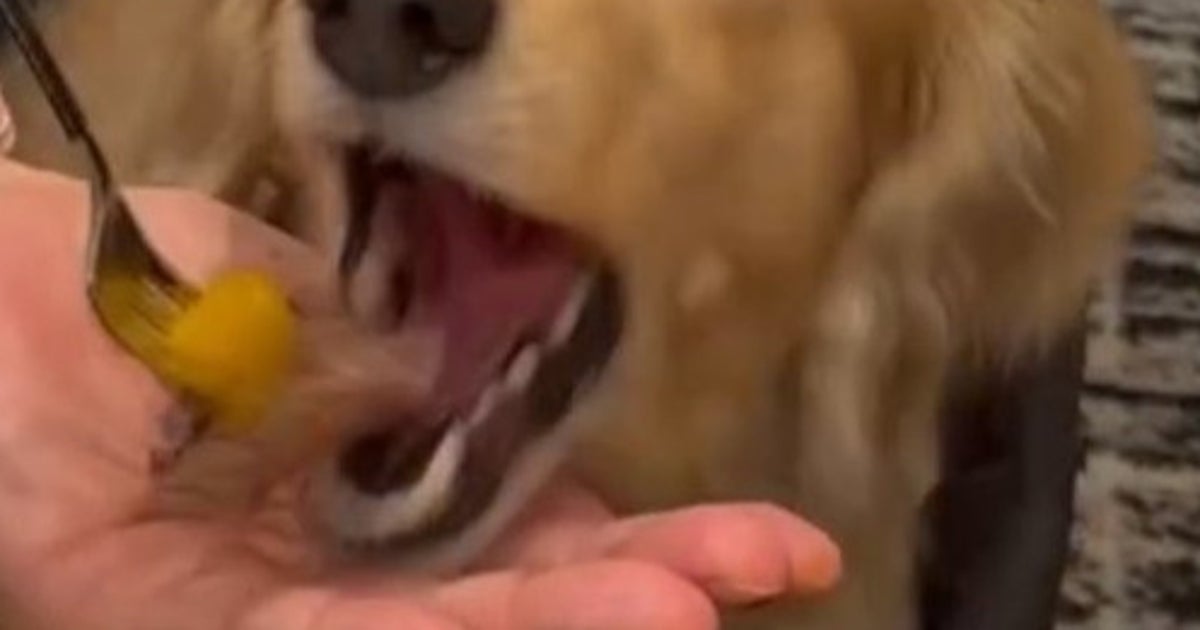 焼肉に大喜びの愛犬、顔面崩壊...⇨「目ん玉飛び出しそう」「表情良すぎる」と爆笑