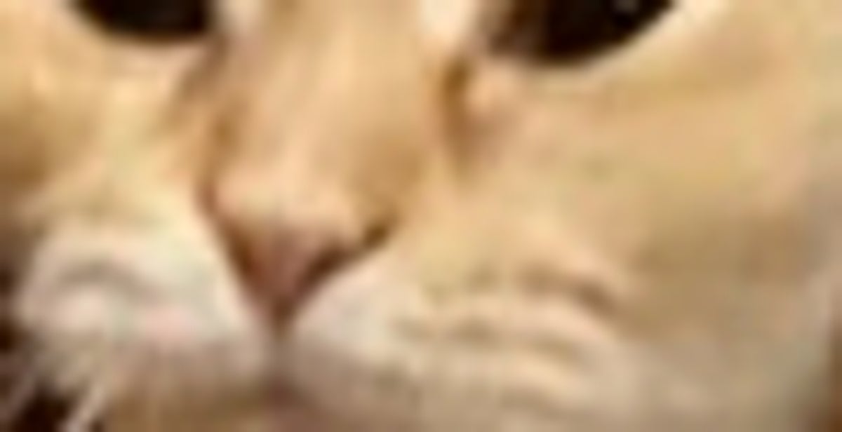 これぞ猫...愛猫の“まさかの選択”に「道を選ぶのは猫」「むにゅっといいカオしてる」