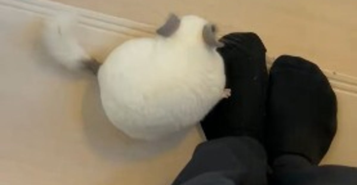 飼い主と遊びたい一心で“華麗な技”を披露するチンチラ⇨“胸キュン”なお誘いに「いい子ですね」「お世話好き！」の声