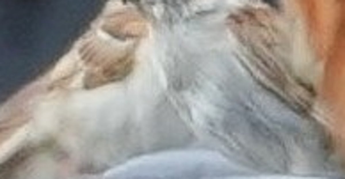 猛禽トビ&カラスに接近するも“涼しい顔”のスズメ⇨衝撃ショットに「肝が据わってる」「サイズ感エグい」の声