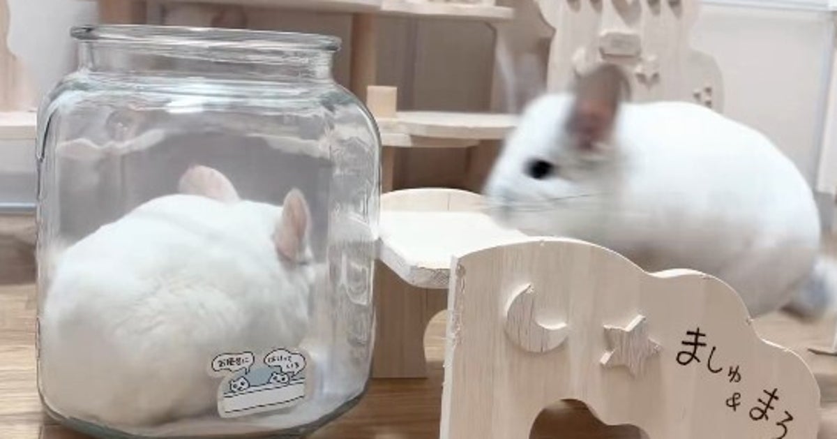 チンチラが“砂風呂”に次々ダイブしたら…⇨驚きのもふもふ大渋滞に「可愛すぎる」「まさにこれが揉み洗い」の声
