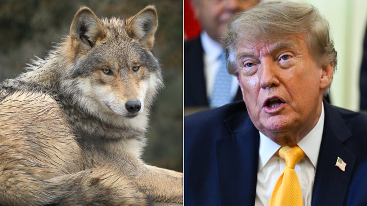 President Donald Trump encouraged ranchers to "shoot' gray wolves on Friday, despite it still being federally illegal.