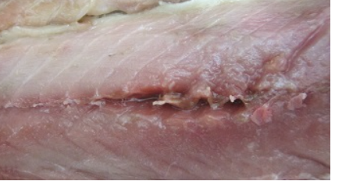 写真の魚に寄生虫が3匹、これは見つからない…絶対に食べないで。ブラックライトで照らすと“ここ”にいた