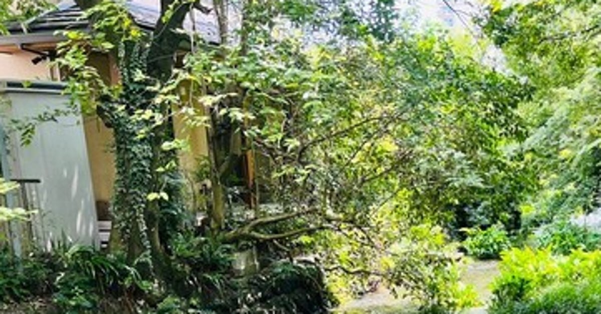 静岡・三島の街中を潤す“きらめく清流”に反響⇨夏を絵に描いたようなショットに「綺麗」「本気で移住を考える」
