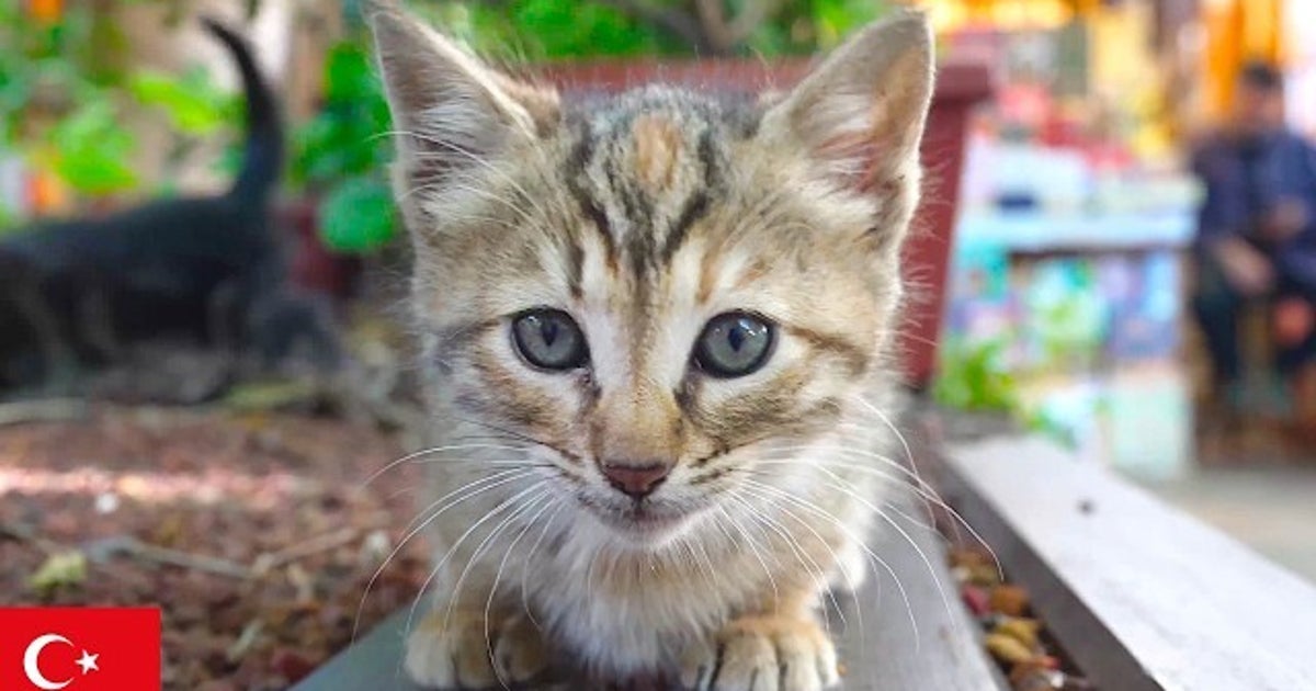 トルコ・イスタンブールの猫を“8時間”眺める動画が爆誕⇨「ずっと見てられる」「めっちゃ助かる」と沼る人続出