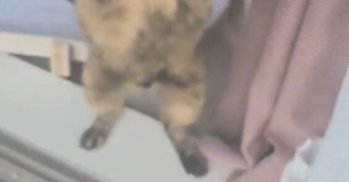 洗濯中の飼い主に抱っこをせがむ愛猫⇨網戸越しに“踊らされる”羽目に…「イカ耳になってる」「健気すぎW」の声