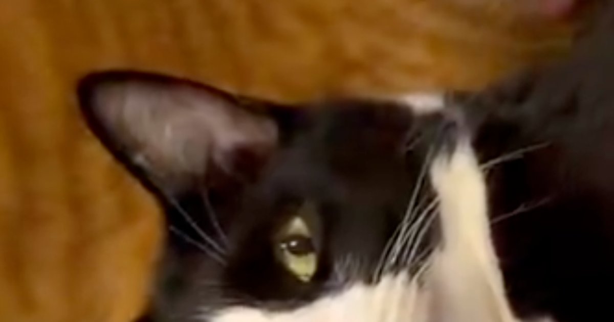 「羨ましいやろ？」至れり尽くせり状態の猫のドヤ顔に「このねこちゃんになりたい！笑」「お手本のようなドヤ顔」と反響