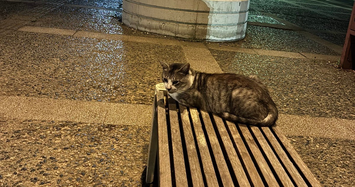 ベンチの端にいたはずが…。気付いたら隣にいた野良猫に「運命感じちゃう」「猫はちゃんと人を見ますからね」と31万「いいね」