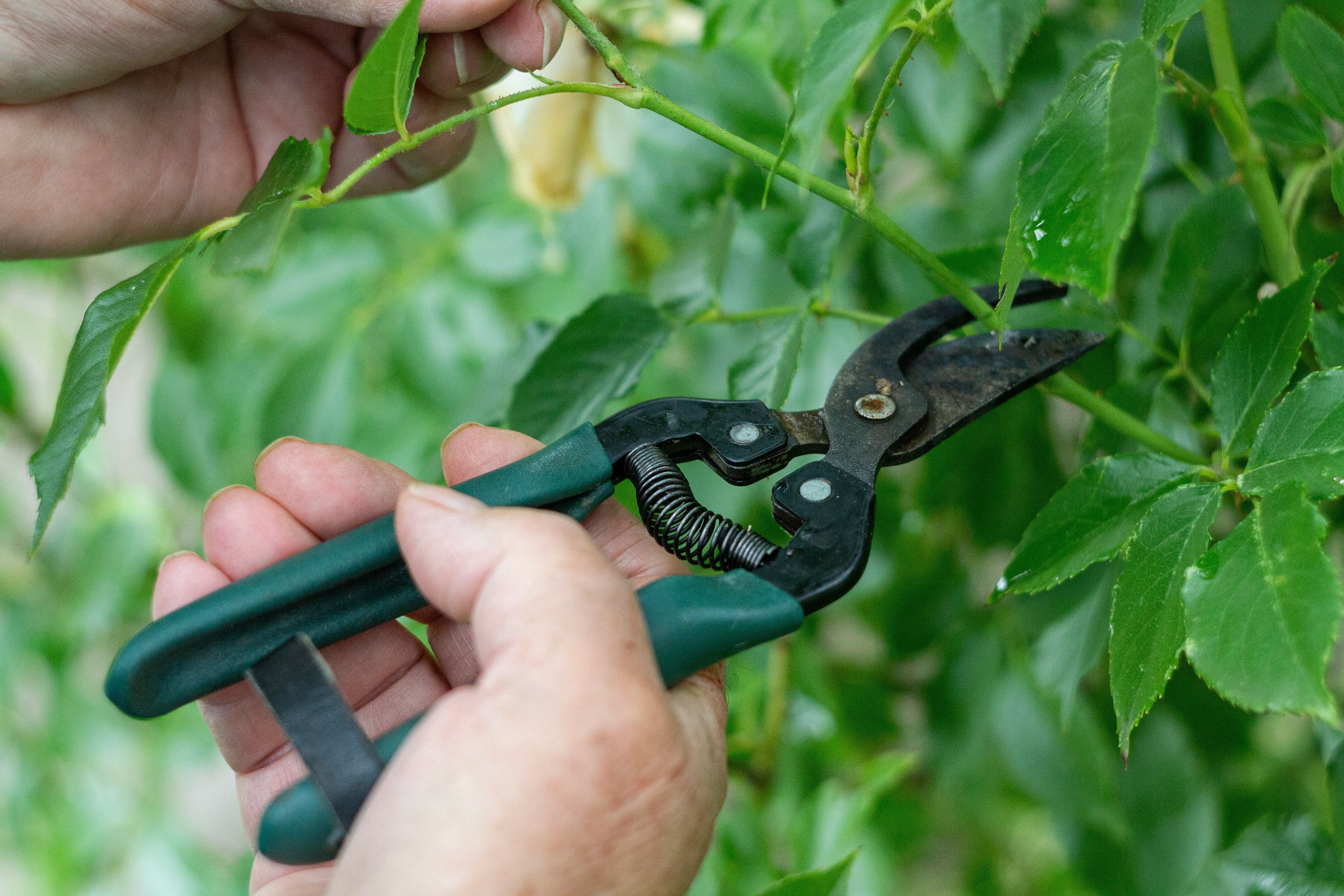 Five Key Gardening Jobs You Must Do Now Ahead Of Winter