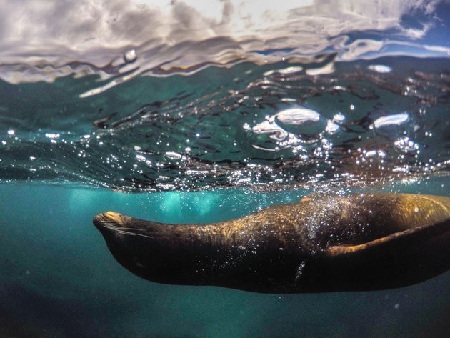 Sea creatures may have been the trigger for life as we know it.