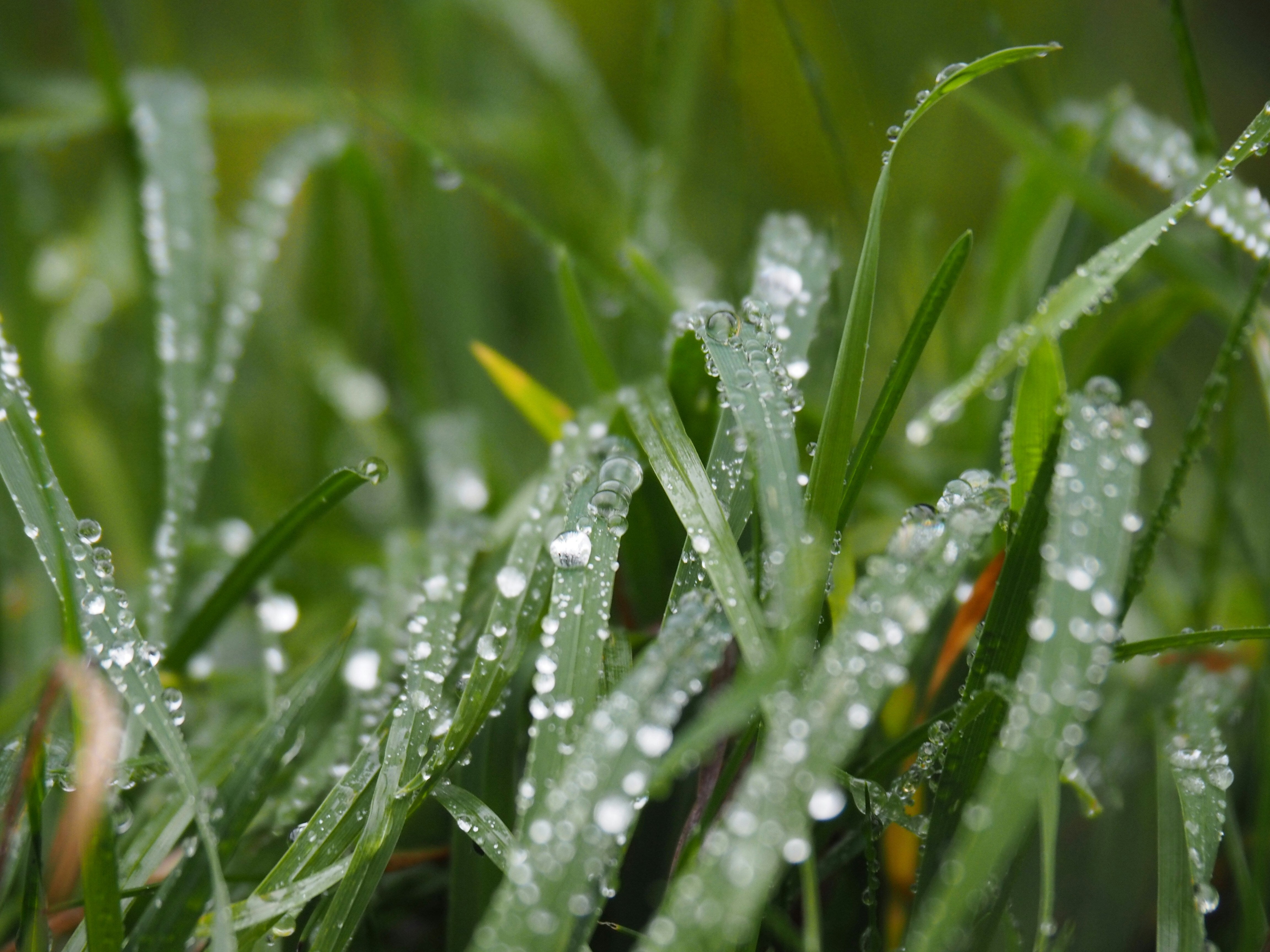 Expert Shares How To Protect Gardens Ahead Of UK Autumn Showers