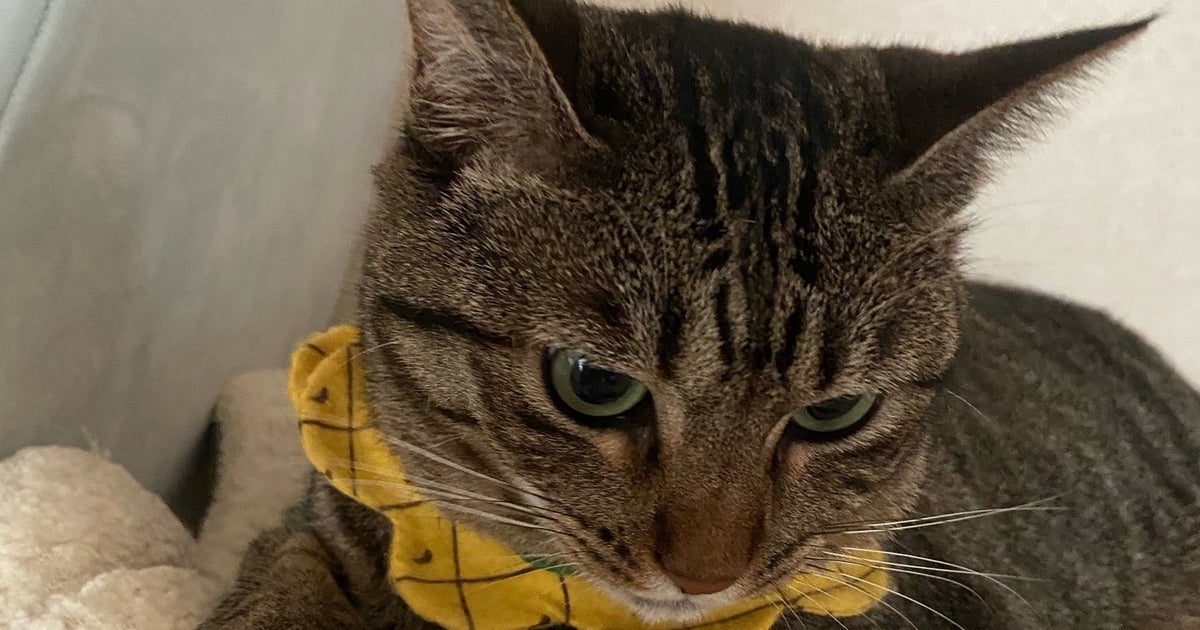 子猫の“ある部分”が大きいと、身体が大きく成長する？“証明”した一枚に「うちも」と報告続々集まる