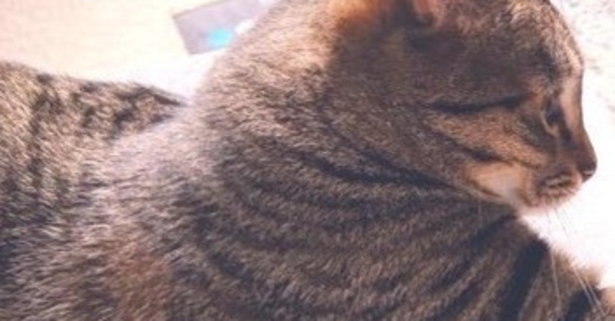 怒られるけど、それでもちょっかいを出す猫。愛猫の“かまって行動”に「したくなる気持ちもわかる」の声