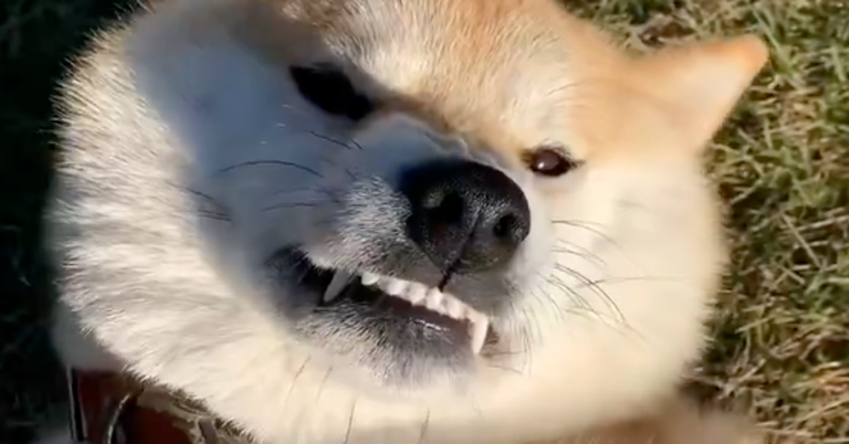 愛犬の“歓迎ポーズ”が独特すぎた⇨その仕草に「ありがたや」「めちゃループしてしまう」
