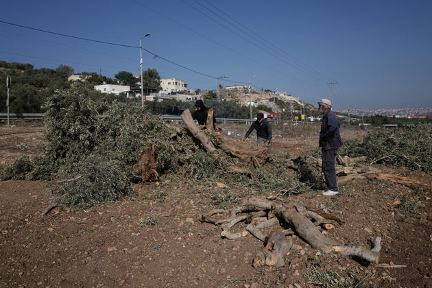 Palestinian farmers cut pieces of wood from the olive trees that were uprooted by the Israeli military in the village of Arraba, near the West Bank city of Jenin, Wednesday, Sept. 2, 2026. 